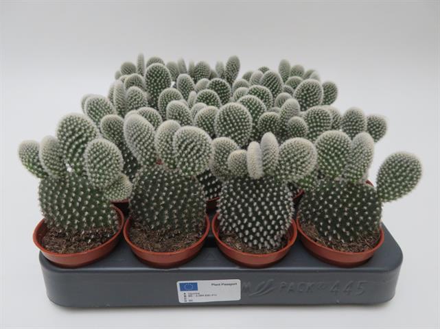 Opuntia microdasis var. albispina met witte glochiden, potmaat 5,5 cm