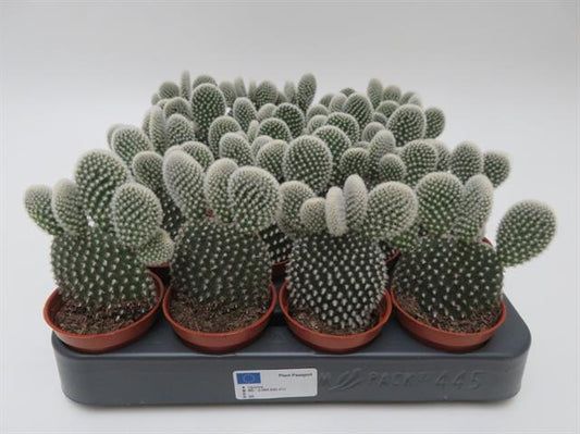 Opuntia microdasis var. albispina met witte glochiden, potmaat 5,5 cm