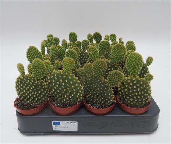 Opuntia microdasis var. pallida met goudgele glochiden, potmaat 5,5 cm