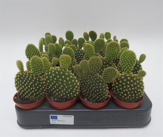 Opuntia microdasis var. pallida met goudgele glochiden, potmaat 5,5 cm