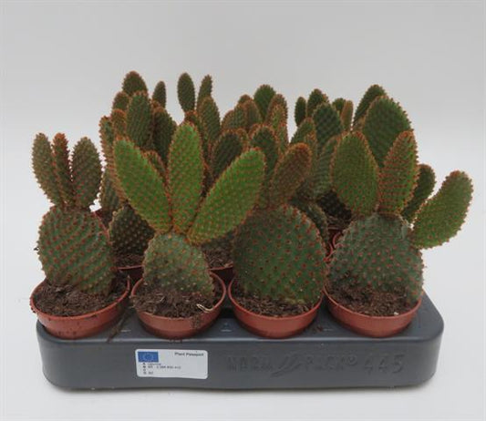 Opuntia microdasis Red, konijnenoortjescactus met roodbruine glochiden, potmaat 5,5 cm