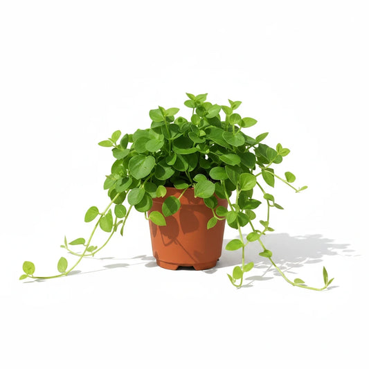 succulux Peperomia rotundifolia kralenplant met kleine ronde groene blaadjes in een bruine kweekpot