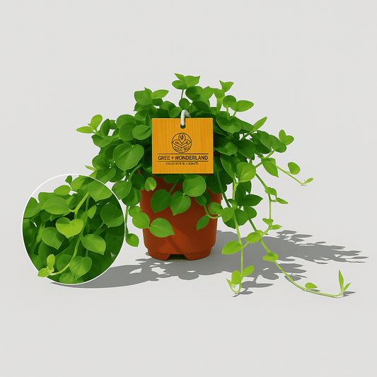 Peperomia Rotundifolia - Succulux