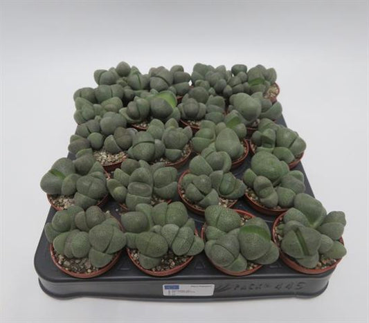 Pleiospilos nellii, split rock vetplant, potmaat 5,5 cm