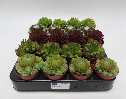 Sempervivum mix, huislook in vijf soorten, potmaat 5,5 cm