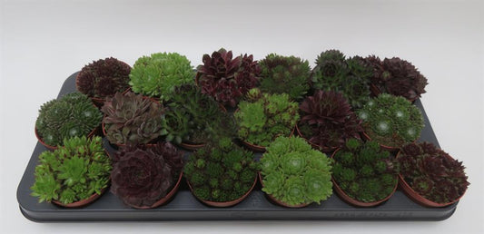 Sempervivum mix, huislook rozetten, potmaat 8,5 cm