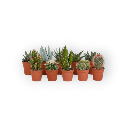 Set van 15 diverse succulux cactussen en vetplanten in kleine bruine potten met verschillende vormen en texturen