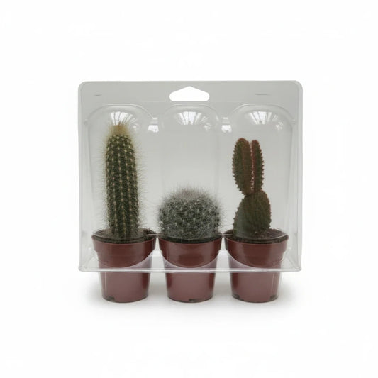 Set van drie kleine succulux cactussen in bruine potjes, verpakt in een doorzichtige plastic beschermverpakking.