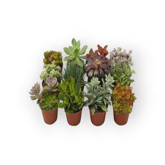 Succulux set van twaalf diverse vetplanten in kweekpotjes met verschillende texturen en groen- en roodtinten