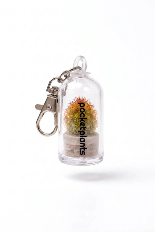 Sleutelhanger met levend plantje - Succulux