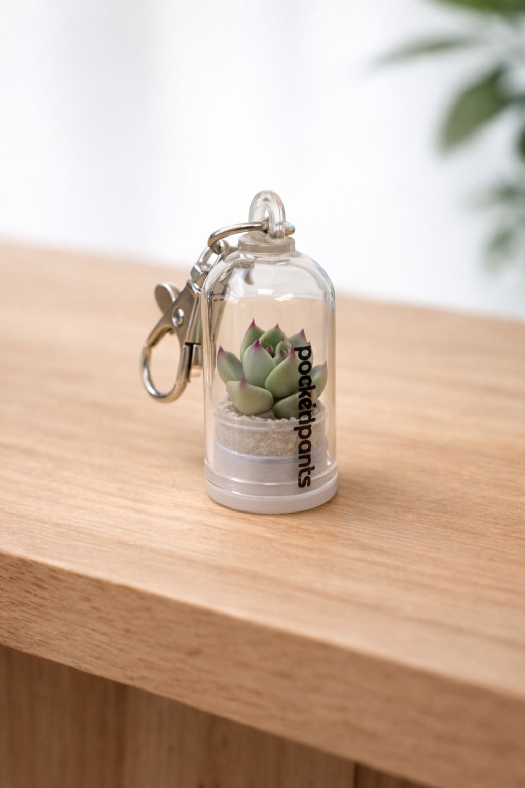Sleutelhanger met levende succulent - Succulux