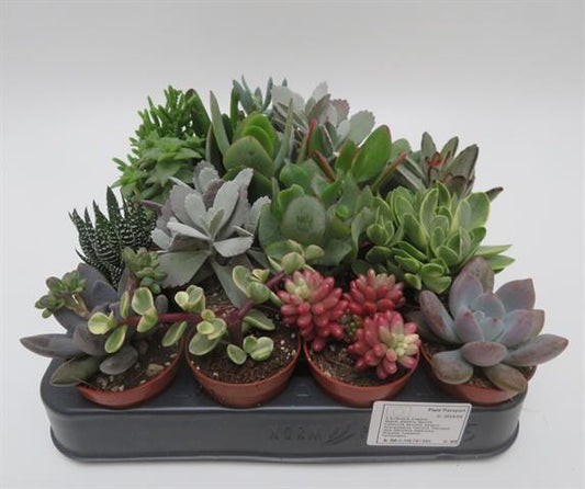 Succulent mix, gemengde vetplanten, potmaat 5,5 cm