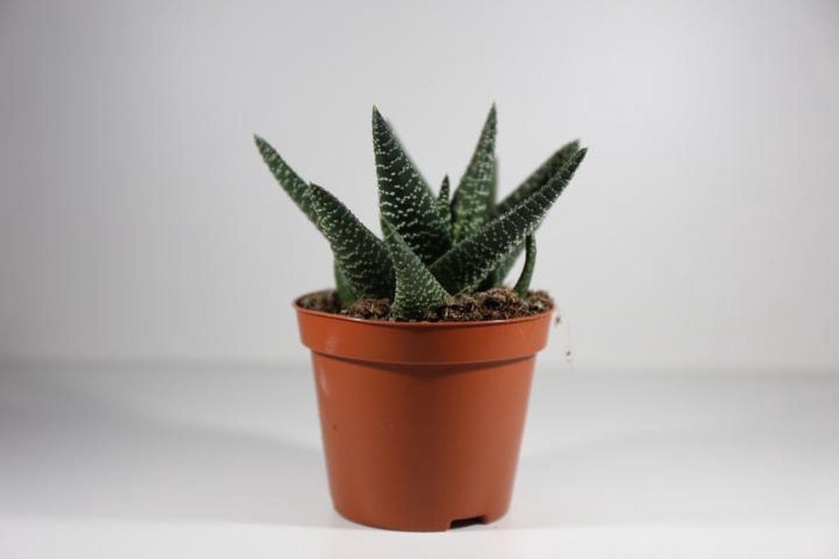 Succulentenmix 5 stuks - Succulux