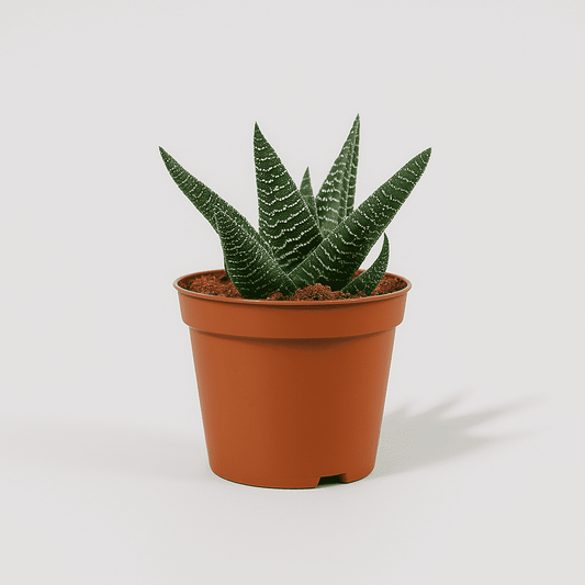 Succulentenmix 5 stuks - Succulux