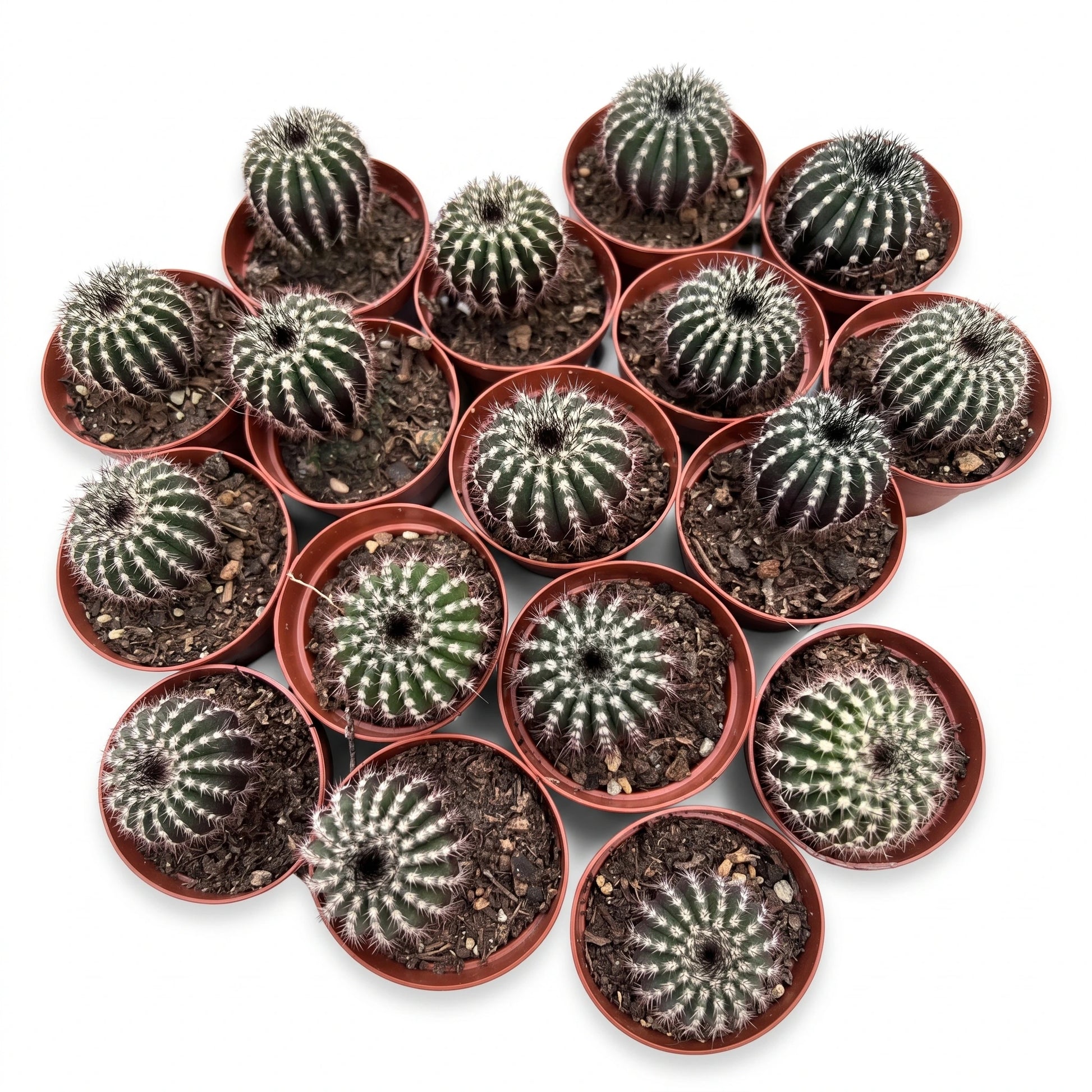 Uebelmannia cactus potmaat 5,5 cm - Succulux