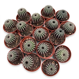 Uebelmannia cactus potmaat 5,5 cm
