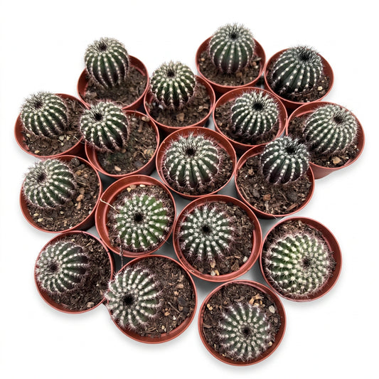 Uebelmannia cactus potmaat 5,5 cm - Succulux