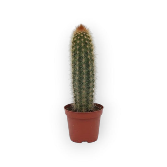 succulux zuilcactus in een bruine kweekpot van 5,5 cm met opvallende stekels en een groene kleur