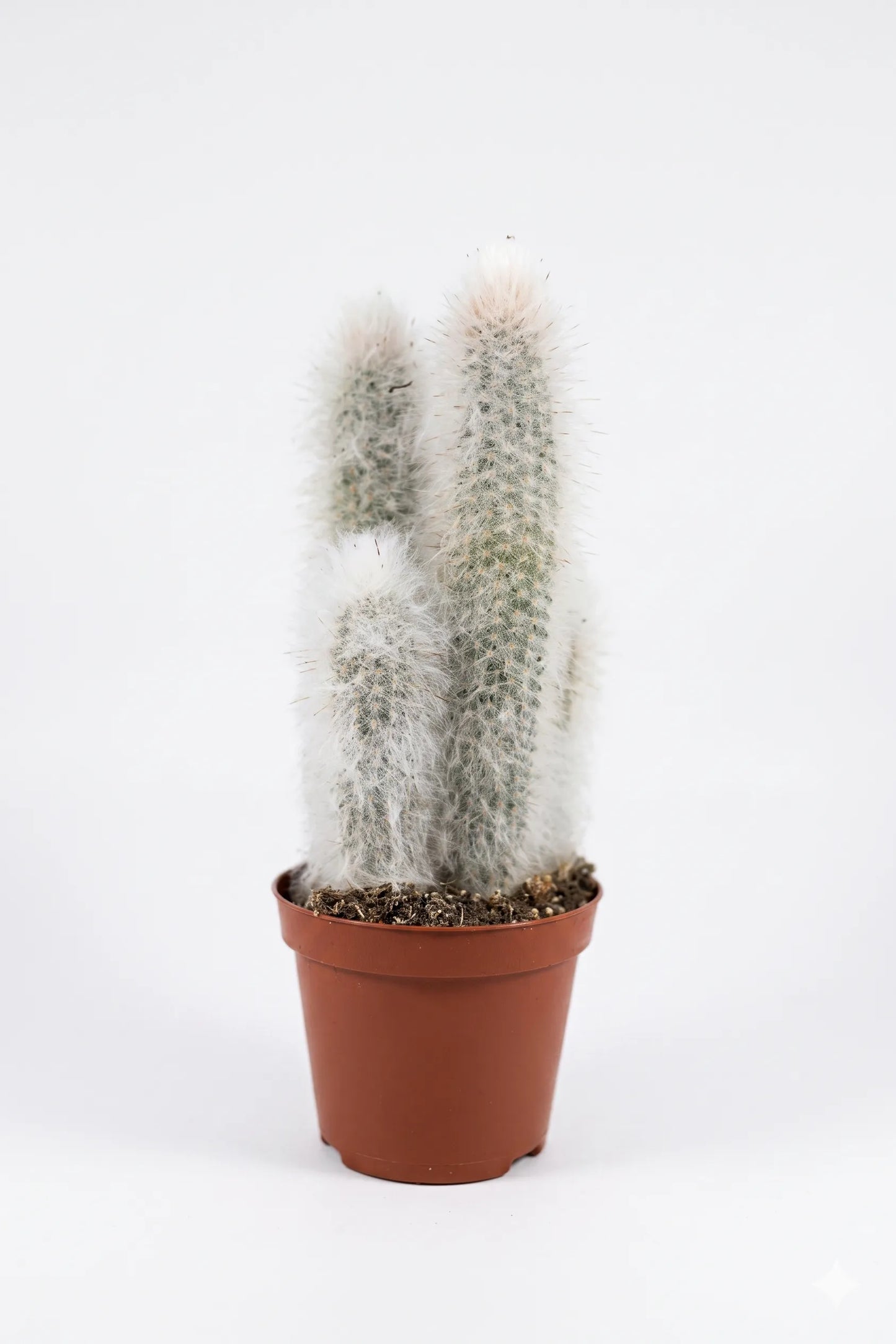 Zuilcactus - Succulux